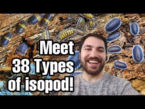 Видео: ТУР ПО КОЛЛЕКЦИИ ISOPODS | ФЕВРАЛЬ 2020