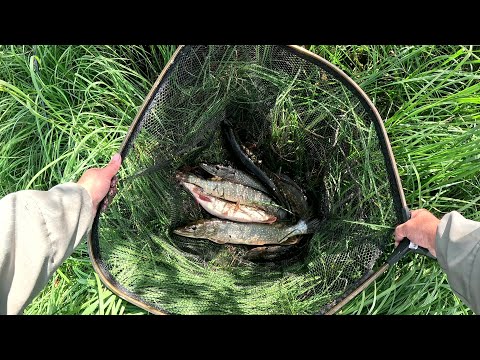 Видео: ПОЛ ДНЯ ПОИСКА И ВОТ ОНО ЩУЧЬЕ ЛОГОВО. Щука на каждом забросе.