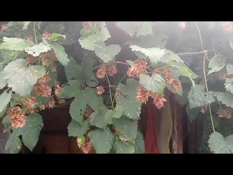 Видео: # Уехали в деревенский дом| Есть работа.
