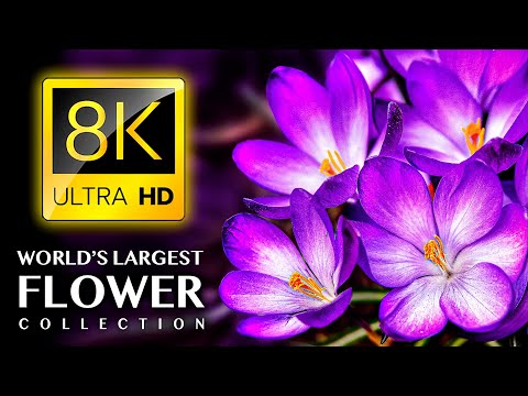 Видео: Самая большая коллекция FLOWERS в мире 8K ULTRA HD — с успокаивающей музыкой