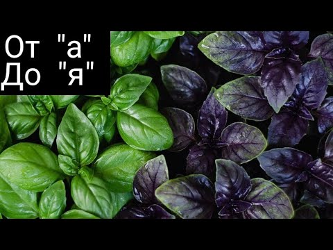Видео: КАК ВЫРАСТИТЬ БАЗИЛИК НА ПОДОКОННИКЕ 🌱ЛЁГКИЙ СПОСОБ