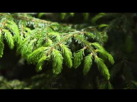 Видео: Заказник «Линдуловская роща»