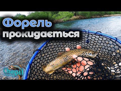 Видео: ФОРЕЛЬ ПОТРОХИ ПРОКИДАЄТЬСЯ! Риболовля на дику Карпатську форель!