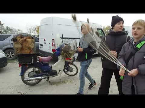 Видео: ГОЛУБ МИРУ 2024