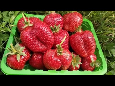 Видео: Что с рассадой клубники сортов Альба и Личия.  Июль 2024 г