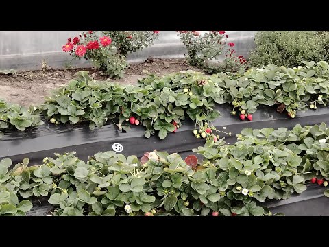 Видео: Готуємось до похолодання