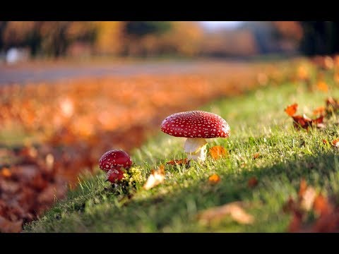 Видео: Природоведение. Сообщество грибное