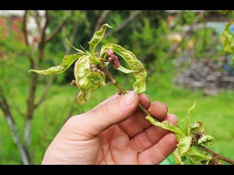 Видео: Курчавость персика. Лечите правильно! Какие препараты работают? Наш опыт!