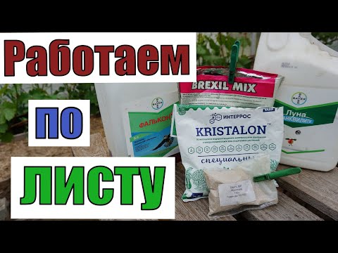 Видео: Профилактическая обработка винограда  в теплице от болезней .