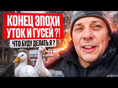 Видео: Я В ШОКЕ! 😱 Моя стратегия выживания после новых ВетПравил по птицеводству в 2025 году🤫#МоеПодворье