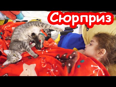 Видео: VLOG Маня родила котёнка в кроватке у Алисы