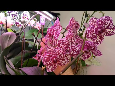 Видео: ТОЛЬКО ДОБАВИЛА ИХ В ПОСАДКУ К ОРХИДЕЯМ СРАЗУ ЦВЕТОНОСЫ ПОЯВИЛИСЬ.