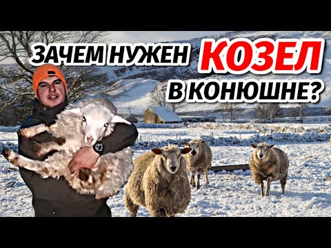 Видео: Деревенская жизнь/ Зачем в конюшне обязательно должен быть козел? КФХ Идиятуллин