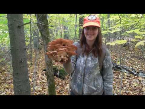 Видео: Лесные грибы октября