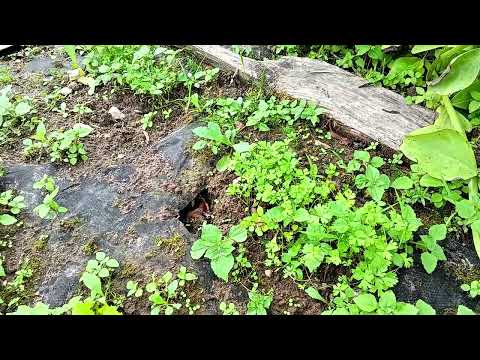 Видео: Остались без урожая. Ничего не растёт