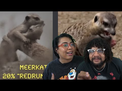 Видео: Самое жестокое животное на Земле! | Casual Geographic Reaction!