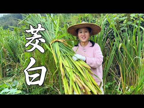 Видео: Можно ли так приготовить дикий рис? Оригинальный вкус, семья поспешила его съесть.