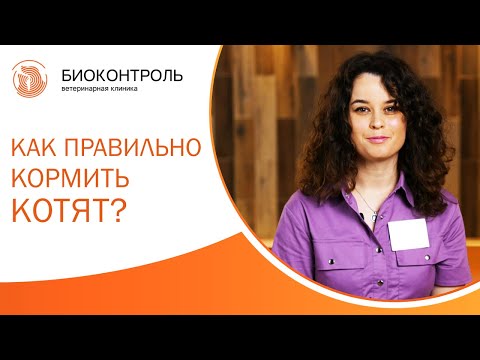 Видео: 🍼 Как правильно кормить котят: начало прикорма, виды корма, порции. Как правильно кормить котят. 12+