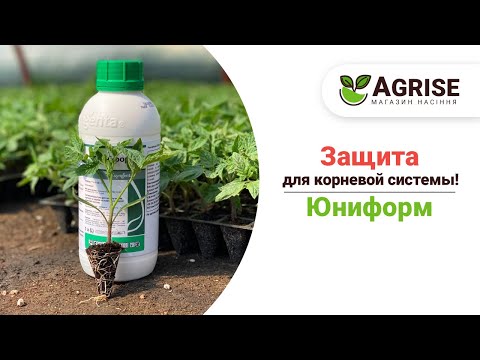 Видео: Лучший препарат против корневой гнили! | Юниформ