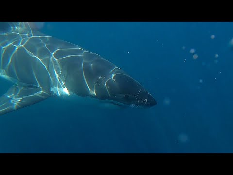 Видео: Рыбалка на острове Гринли, западное побережье Южной Австралии — Часть №1 — Большая белая акула съ...