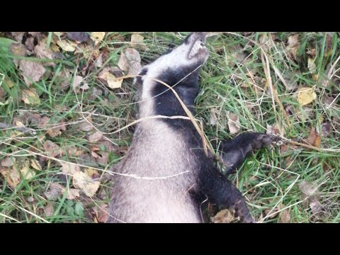 Видео: Охота на барсука проходными капканами, сезон 2024.