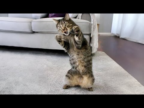 Видео: Жизнь никогда не будет скучной с этими забавными котами! 😹 Смешные видео с кошками