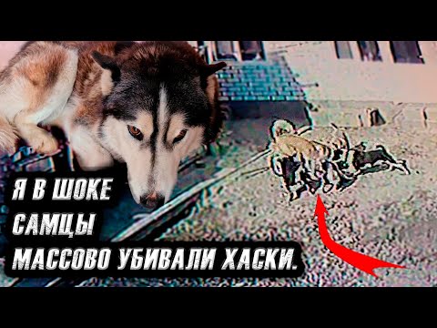 Видео: Они сошли с ума🤯 Весеннее обострение?!