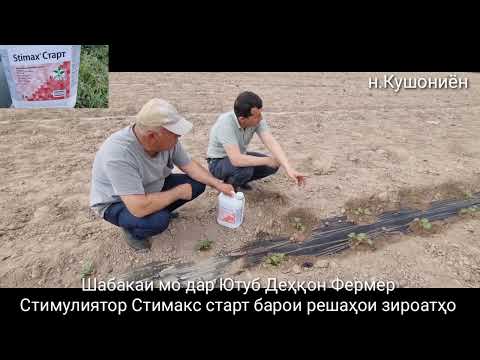 Видео: Стимулиятор Стимакс Старт Капелни орошени тавсияи мутахасис Тарбуз ва Харбуза Арбуз и Дыни.