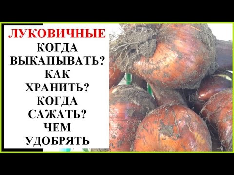 Видео: Луковичные. Когда копать, как хранить, когда и как сажать?