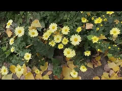 Видео: 🍂🍁ПЕСНЯ СУПЕР! ОСЕННИЙ ХИТ!🍂ОН УХОДИТ ОТ НАС!😥😥🍂🍁