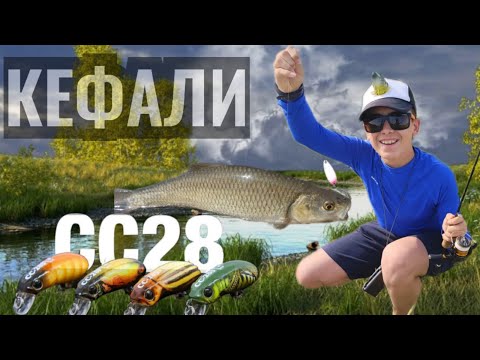 Видео: Риболов на кефал с CC28 - Счупен връх, трудни риби, но примамката работи безотказно!