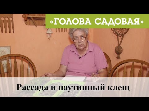 Видео: Голова садовая - Рассада и паутинный клещ