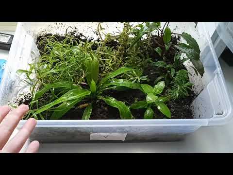 Видео: Мини-тепличка для аквариумных растений