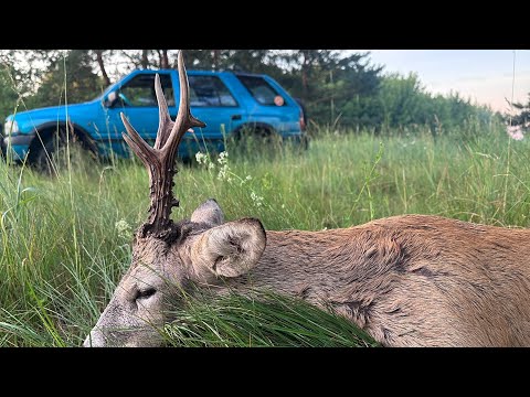 Видео: Охота 2024 на самца косули 8 дней 1750 км  !!добыл 5 козликов!