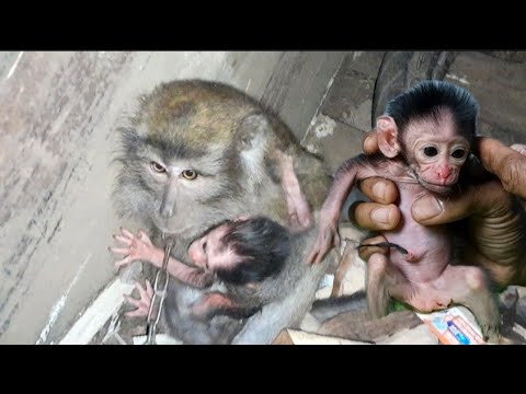 Видео: СПАСЕНИЕ ОБЕЗЬЯНКИ, РОДИВШЕЙСЯ НА МУСОРНОЙ КУЧЕ