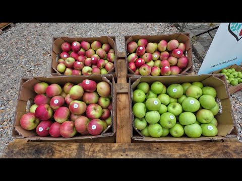 Видео: Свечено откинување на првото јаболко 🍎 "ПРЕСПАНСКИ ЈАБОЛКОБЕР" (27.9.2025) 🍎 с.Евла, Македонија 🇲🇰