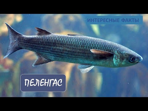 Видео: ПЕЛЕНГАС🐟/Животные life/Рыбы/Животные/Интересные факты
