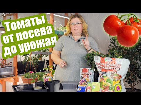 Видео: Томатная шпаргалка: от посева до сбора урожая. Пошаговая инструкция по выращиванию