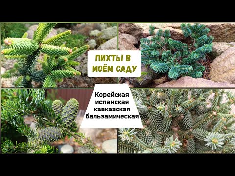 Видео: Пихты в моём саду. Корейская, испанская, кавказская, бальзамическая.