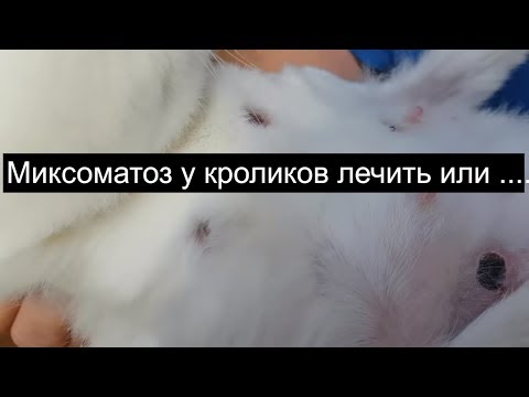 Видео: Миксоматоз у кроликов лечить или ....... болезни кроликов