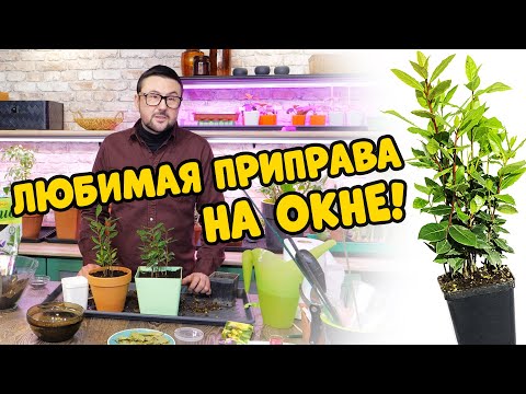 Видео: Любимая приправа на окне. Три способа выращивания