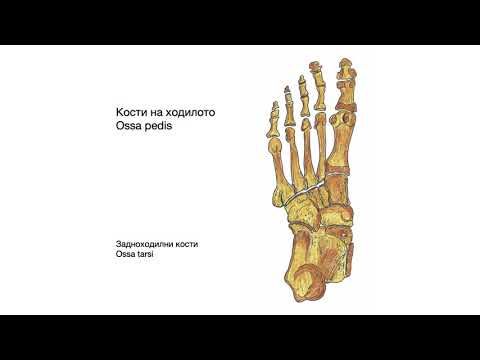 Видео: Кости на ходилото – Ossa pedis (7:05) ┃teoriyata.com