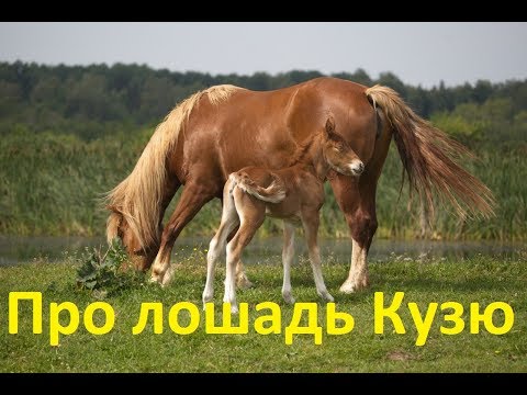 Видео: Истории лошадей. Кузя