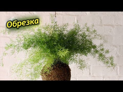 Видео: Обрезка Аспарагуса. Как омолодить и сформировать куст аспарагуса.