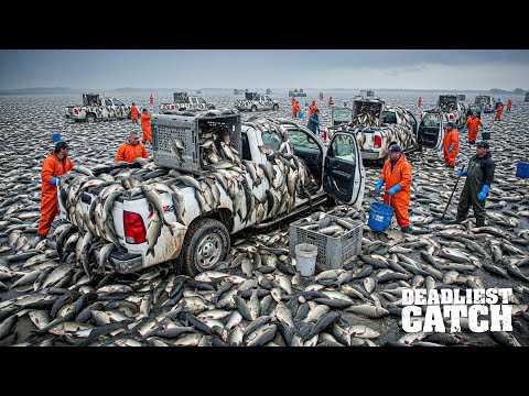 Видео: От удобрений до изысканных блюд: как Америка ловит азиатского карпа для роскошных столов