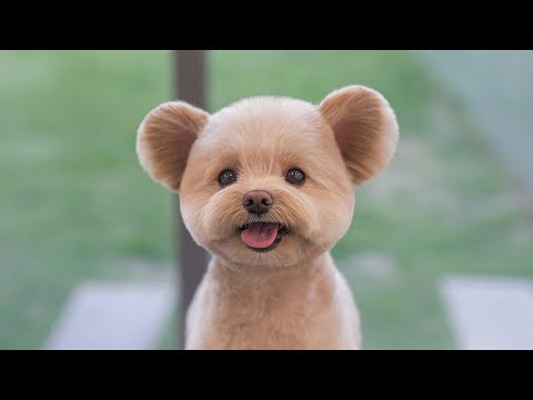 Видео: Я заберу ваше беспокойство и беспокойство.
