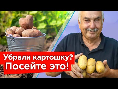 Видео: ПОСЕЙТЕ ЭТО СРАЗУ ПОСЛЕ УБОРКИ КАРТОФЕЛЯ! Вот, что оздоровит и восстановит плодородие почвы