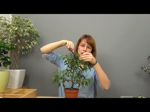 Видео: Бонсай из фикуса Бенджамина (ч.3).