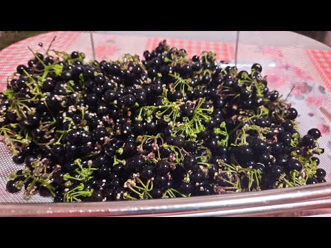 Видео: 33. ГАЛУШКИ С ПАСЛЕНОМ! Мало кто знает этот рецепт. ЛЮБИМАЯ ЯГОДА ДЕТСТВА! КТО ПОМНИТ?