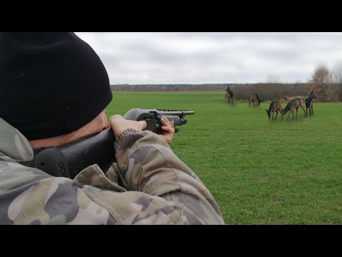 Видео: ЗВЕРЬ СНОВА ВЫХОДИТ НА МОЙ НОМЕР. Загонная охота на оленя, косулю и кабана